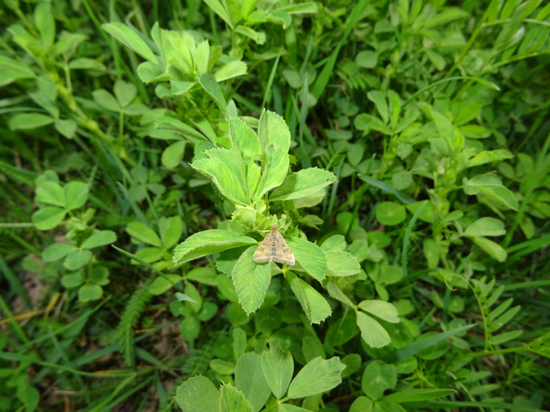 Pyrausta despicata - Crambidae